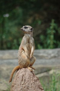 Monkey sitting on rock