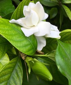 Close-up of white flower blooming outdoors