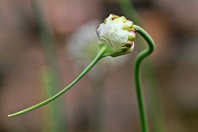 Close-up of flower bud