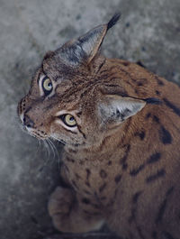 Close-up of a cat looking away