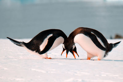 Two birds in lake during winter