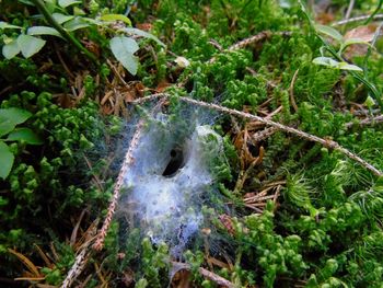 High angle view of spider web on plants in forest