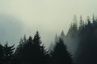 Trees in forest against clear sky