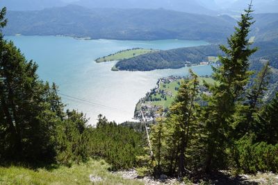 High angle view of river amidst trees in forest