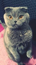 Portrait of cat sitting