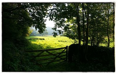 Trees growing in field