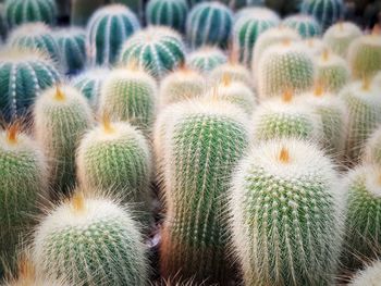 Full frame shot of succulent plant