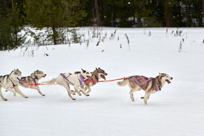 Running husky dog on sled dog racing. winter dog sport sled team competition. siberian husky dogs