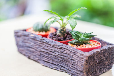 Close-up of berries on table