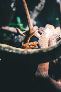 Close-up of snake