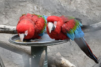 Close-up of parrots perching on feeder
