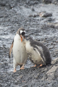 High angle view of penguin on land