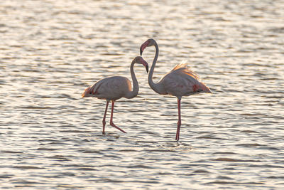 Birds in lake