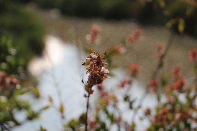 Close-up of insect on flower