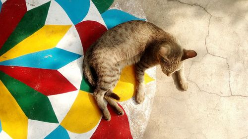 Close-up of multi colored cat, cat lying on multicolored painted floor-  a tradition in india 