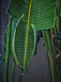 Close-up of fresh green leaves