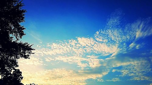 Low angle view of trees against blue sky