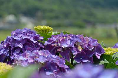 Close-up of purple hydrangea flowers in park