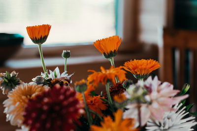 Close-up of orange flowering plants