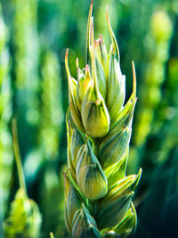 Close-up of green ear of grain growing outdoors