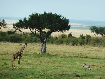 Trees on grassy field