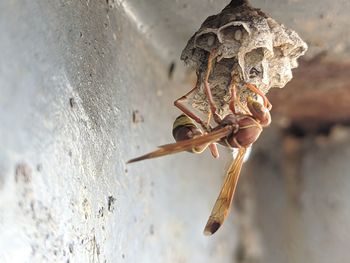 Close-up of a lizard on wall