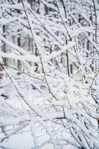 Close-up of snow covered tree