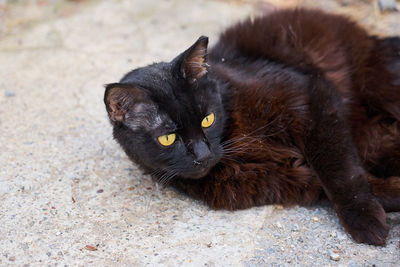 Portrait of black cat lying down