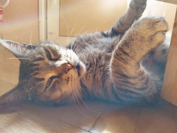 Close-up of cat lying on floor