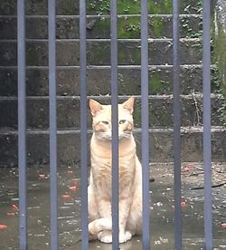 Cat looking through window