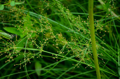 Full frame shot of plants