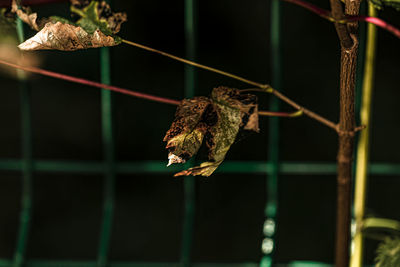 Close-up of bird perching on metal fence