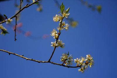 Close-up of cherry blossom against clear blue sky