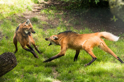 Two dogs running on grass