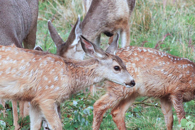 Deer in a field