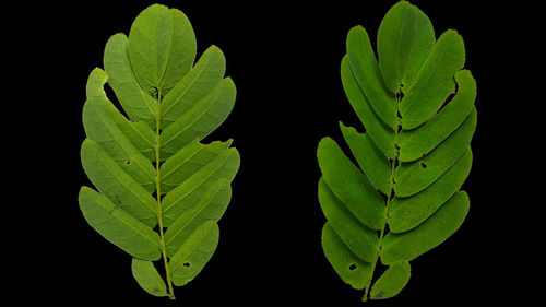 Close-up of green leaves on black background