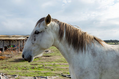 Side view of an animal on field against sky