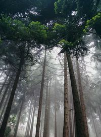 Low angle view of trees in forest