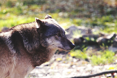 Close-up of a dog looking away