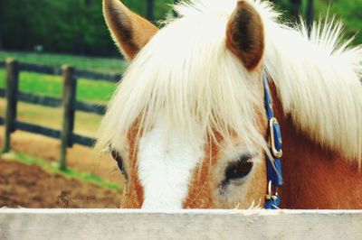 Close-up portrait of horse in pen