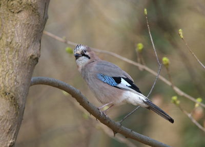 Close-up of bird perching on branch