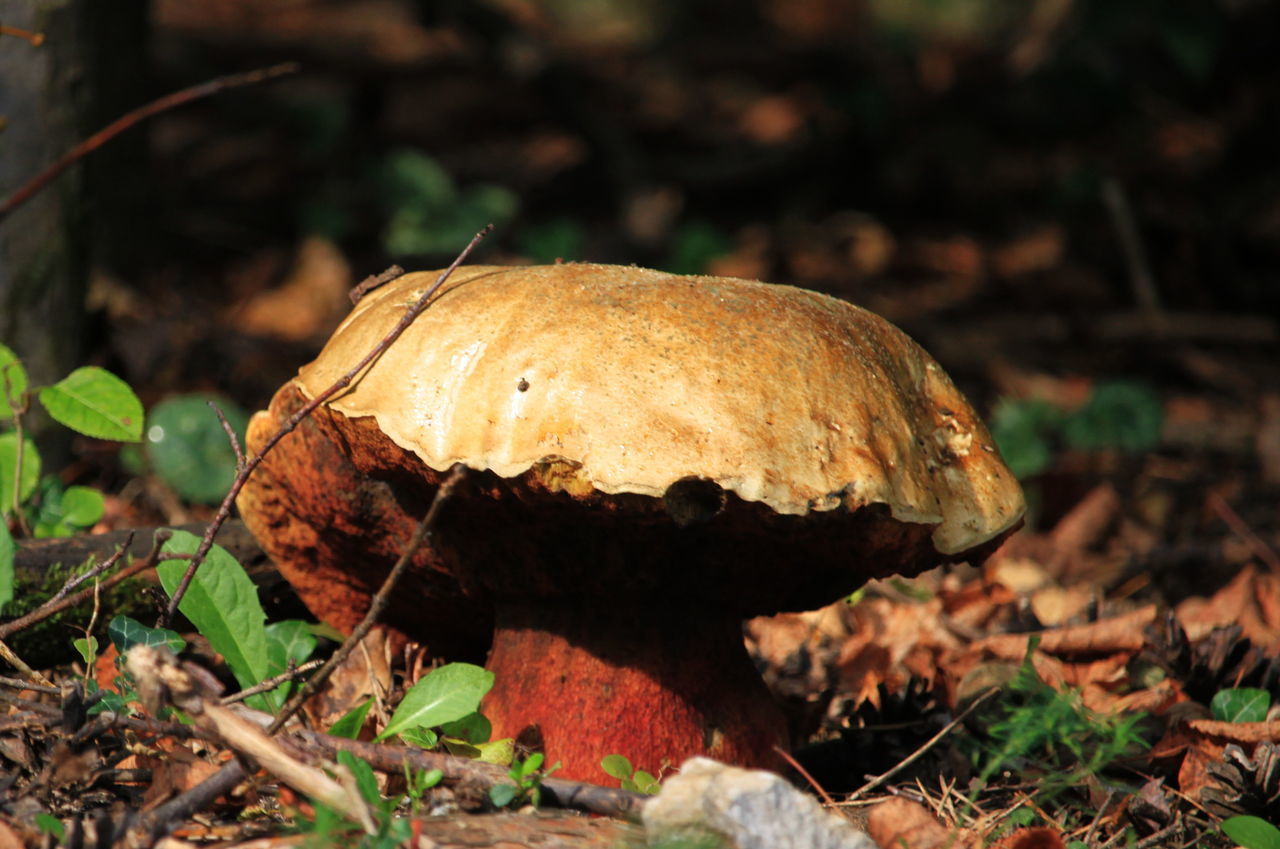 CLOSE-UP OF MUSHROOM GROWING ON FIELD DURING RAINY SEASON