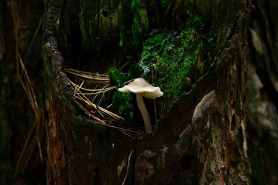 Close-up of mushrooms growing on tree trunk