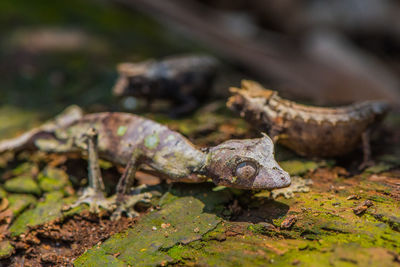 Close-up of lizard