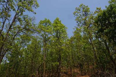 Low angle view of trees in forest against sky