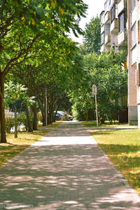 Street amidst trees and plants in city