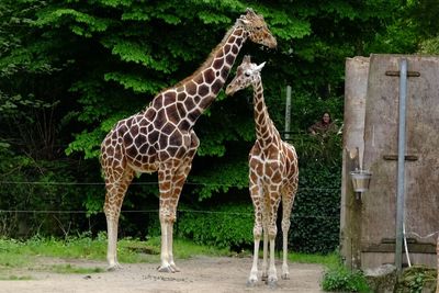 Giraffe in zoo