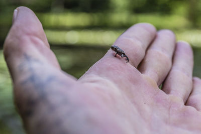 Close-up of insect on hand