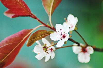 Close-up of pink cherry blossoms