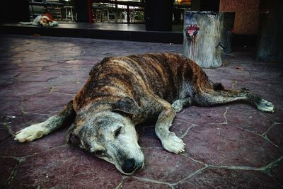 View of a dog sleeping on floor